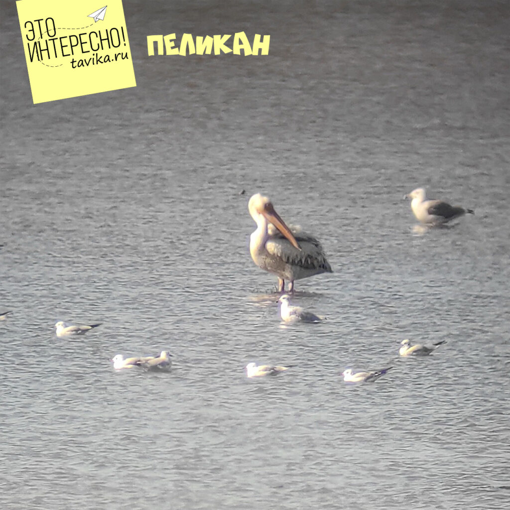 пеликан на озере Кызыл-Яр, Крым