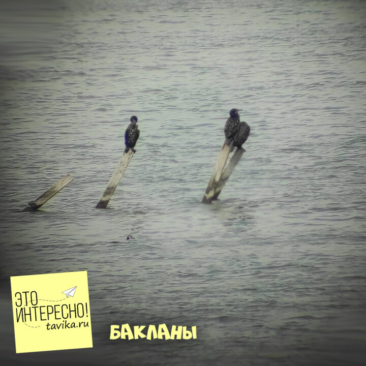 Бакланы на озере Кызыл-Яр, Крым