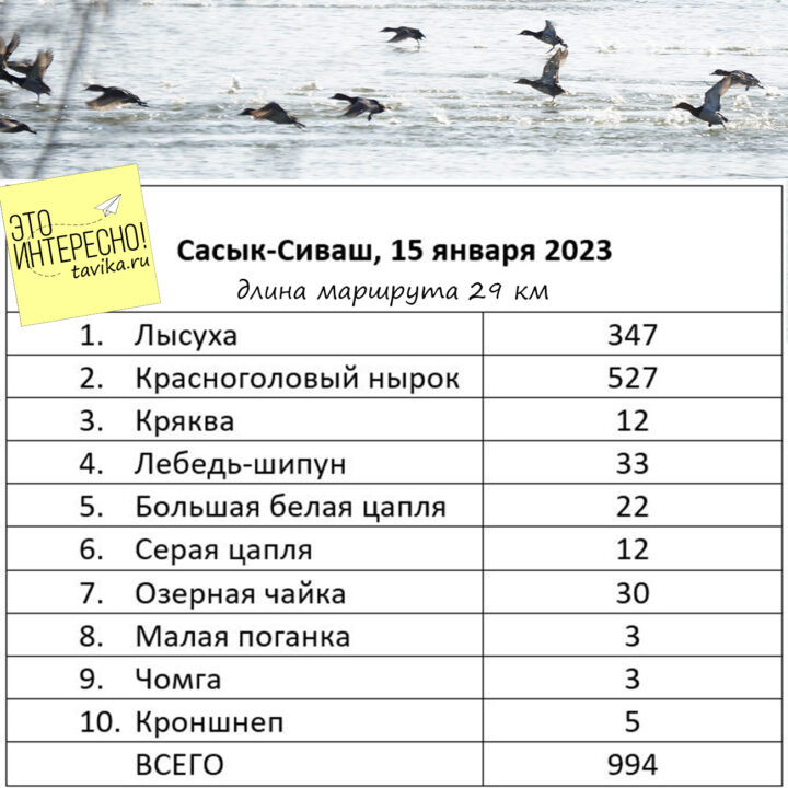 зимний учет птиц на озере Сасык-Сиваш