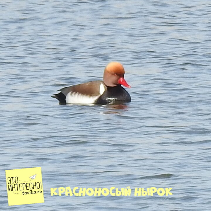 красноносый нырок на озере Кызыл Яр, Крым