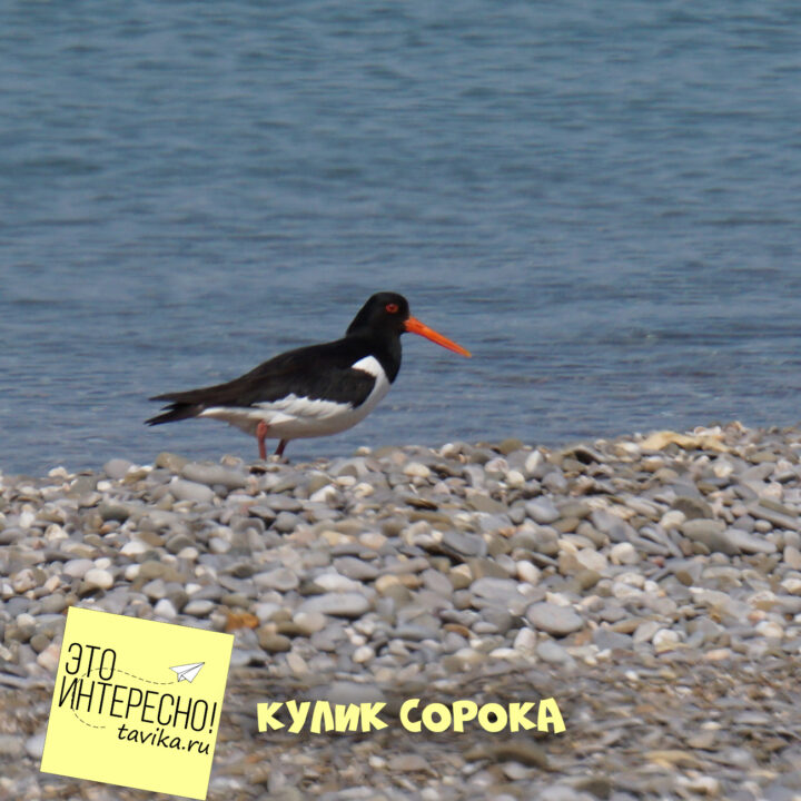 кулик сорока на озере Кызыл Яр, Крым
