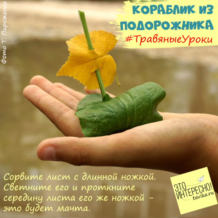 Кораблик из подорожника - детская поделка Кораблик из подорожника - детская поделка