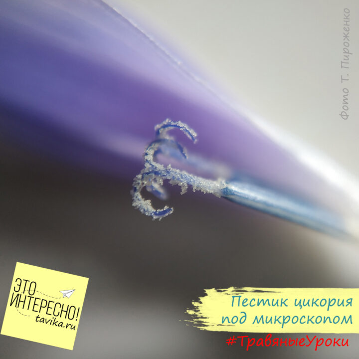 Травяные уроки - цветок цикория под микроскопом