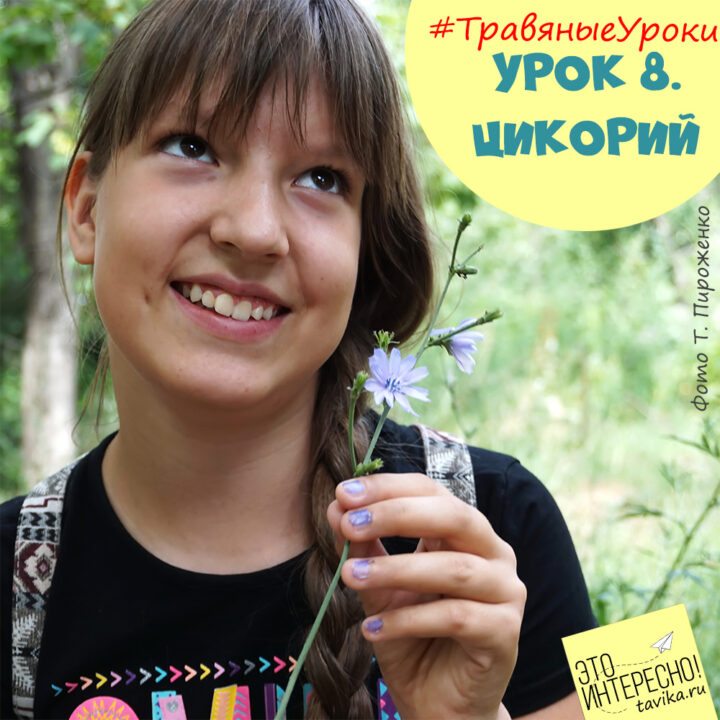 травяные уроки. Цикорий