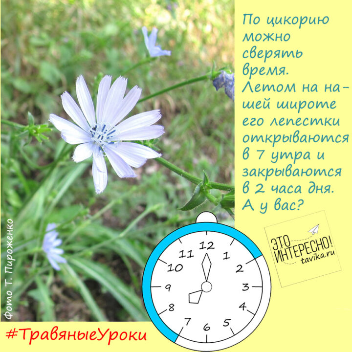 Цветочные часы из цикория
