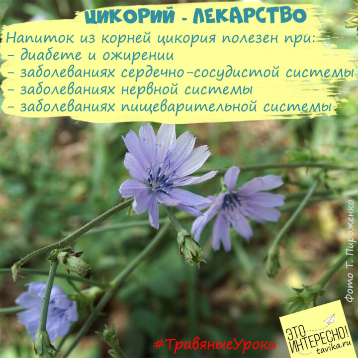 полезные свойства цикория