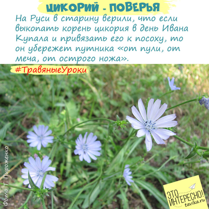 Поверья про растение цикорий