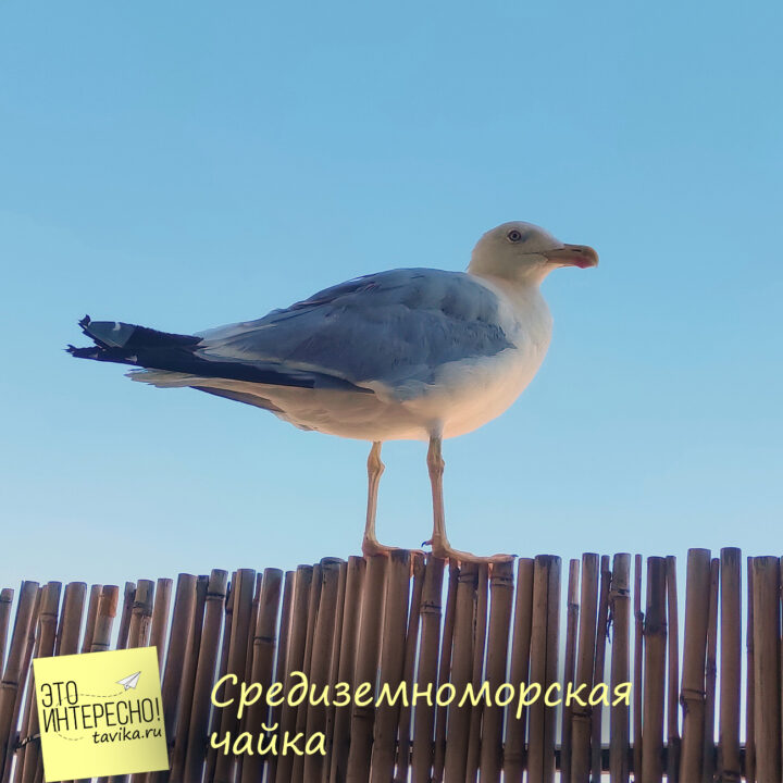 Средиземноморская чайка, Крым