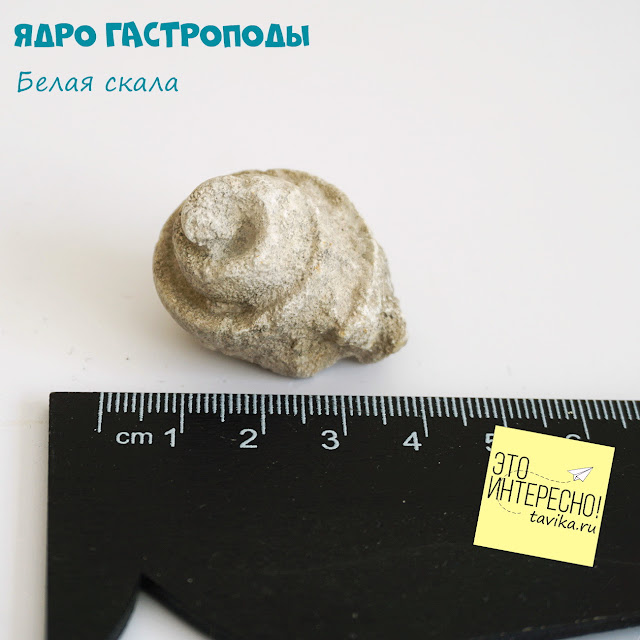 гастроподы в коллекции окаменелостей, Крым