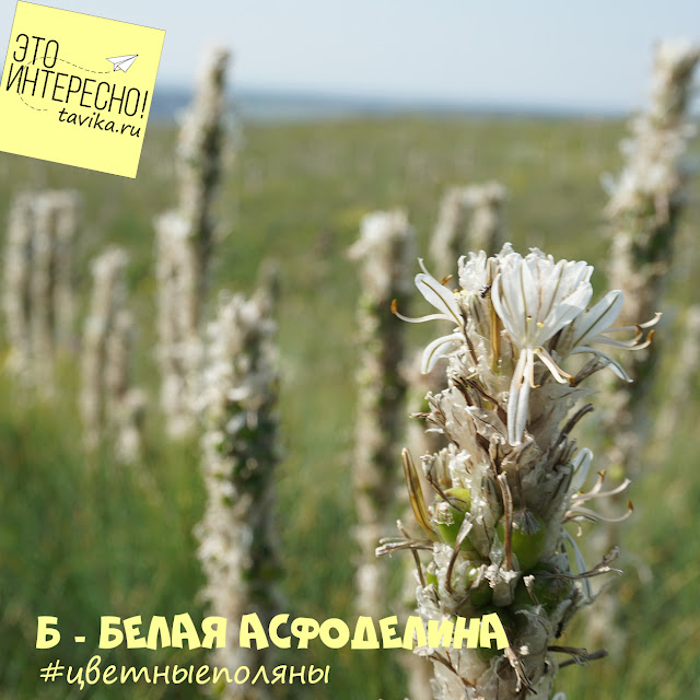 цветы асфоделины крымской