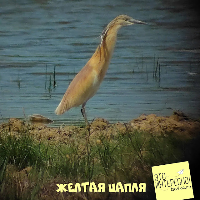 желтая цапля на озере Кызыл Яр, Крым