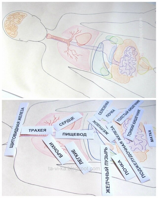 внутренние органы человека: пособие для дошкольников