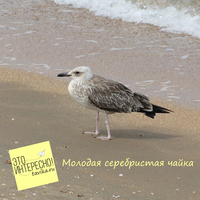 серебристая чайка, Крым