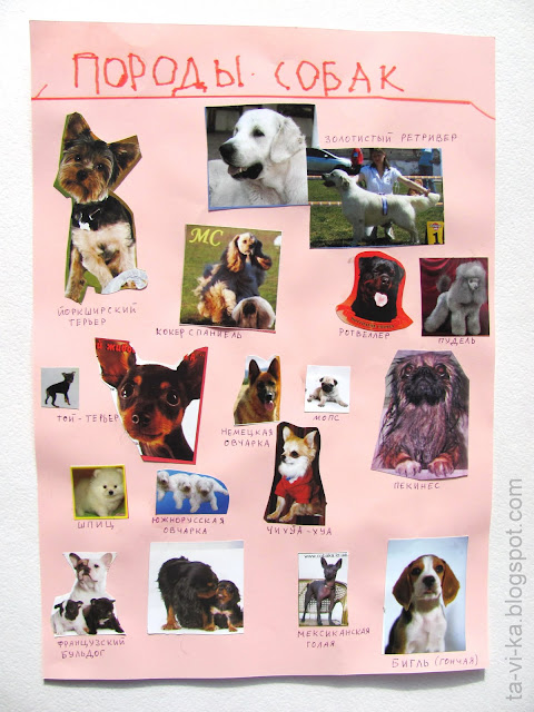 Породы кошек и собак – обучающие плакаты
