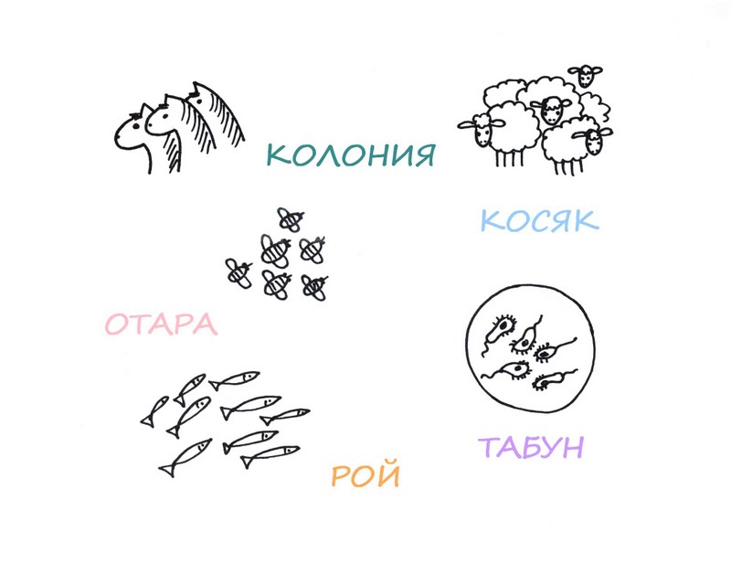 Названия различных групп животных