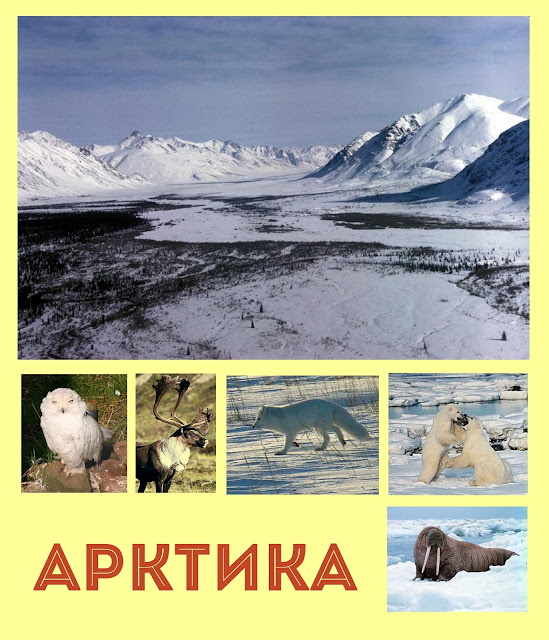 животные Арктики