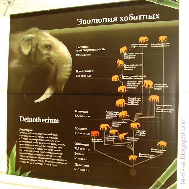 Коктебель. Динотерий