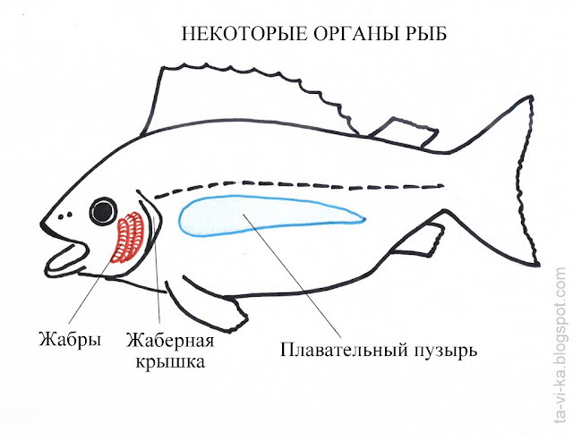 схема - органы рыб
