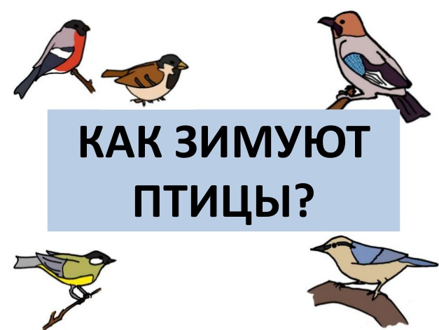 Презентация “Как зимуют птицы?”