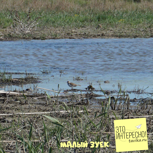 малый зуек на озере Кызыл Яр