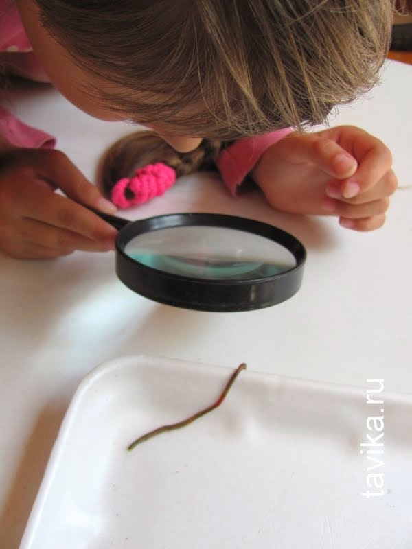 Изучаем дождевого червя. Часть 2. Наблюдения в домашних условиях