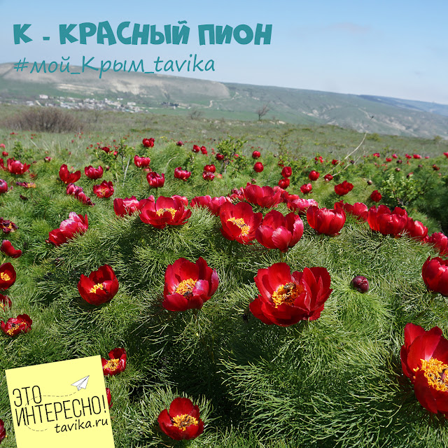 цветы Крыма. пион узколистный