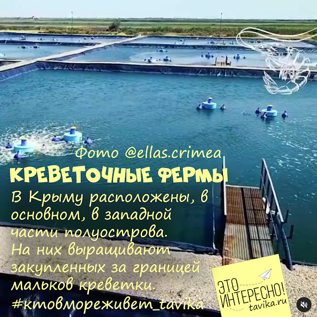 креветочные фермы в Крыму