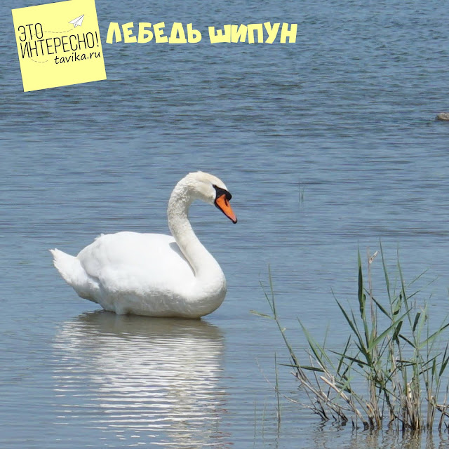 лебедь шипун на озере Кызыл Яр, Крым