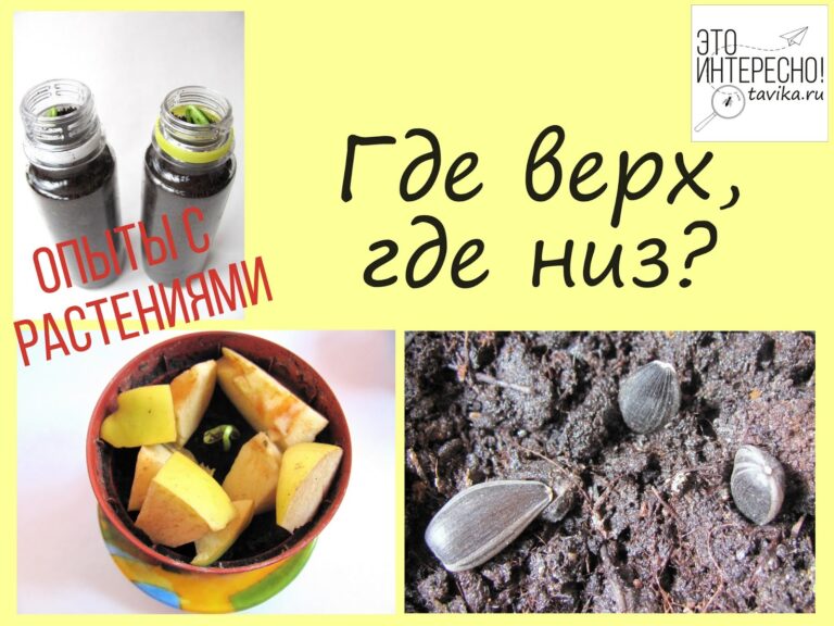 Опыты с растениями. Где верх, где низ?