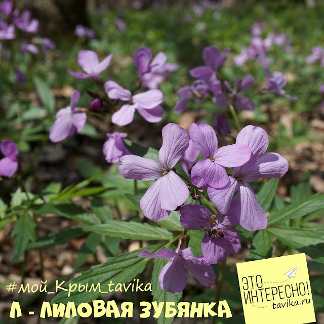 цветы зубянки пятилистной, Крым