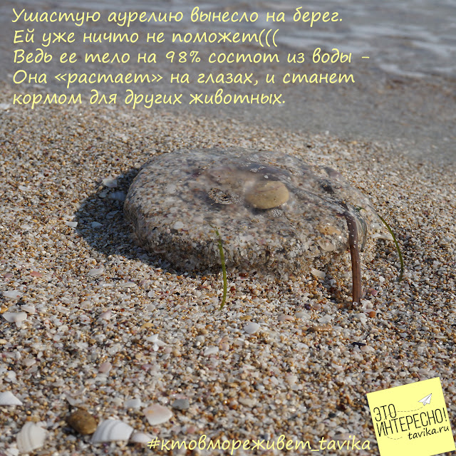 медуза, выброшенная на берег