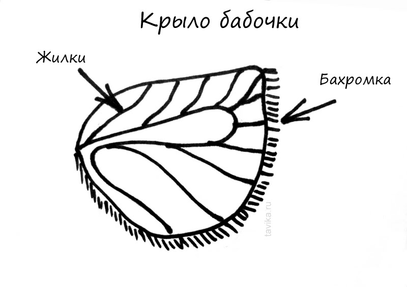Как устроено крыло бабочки