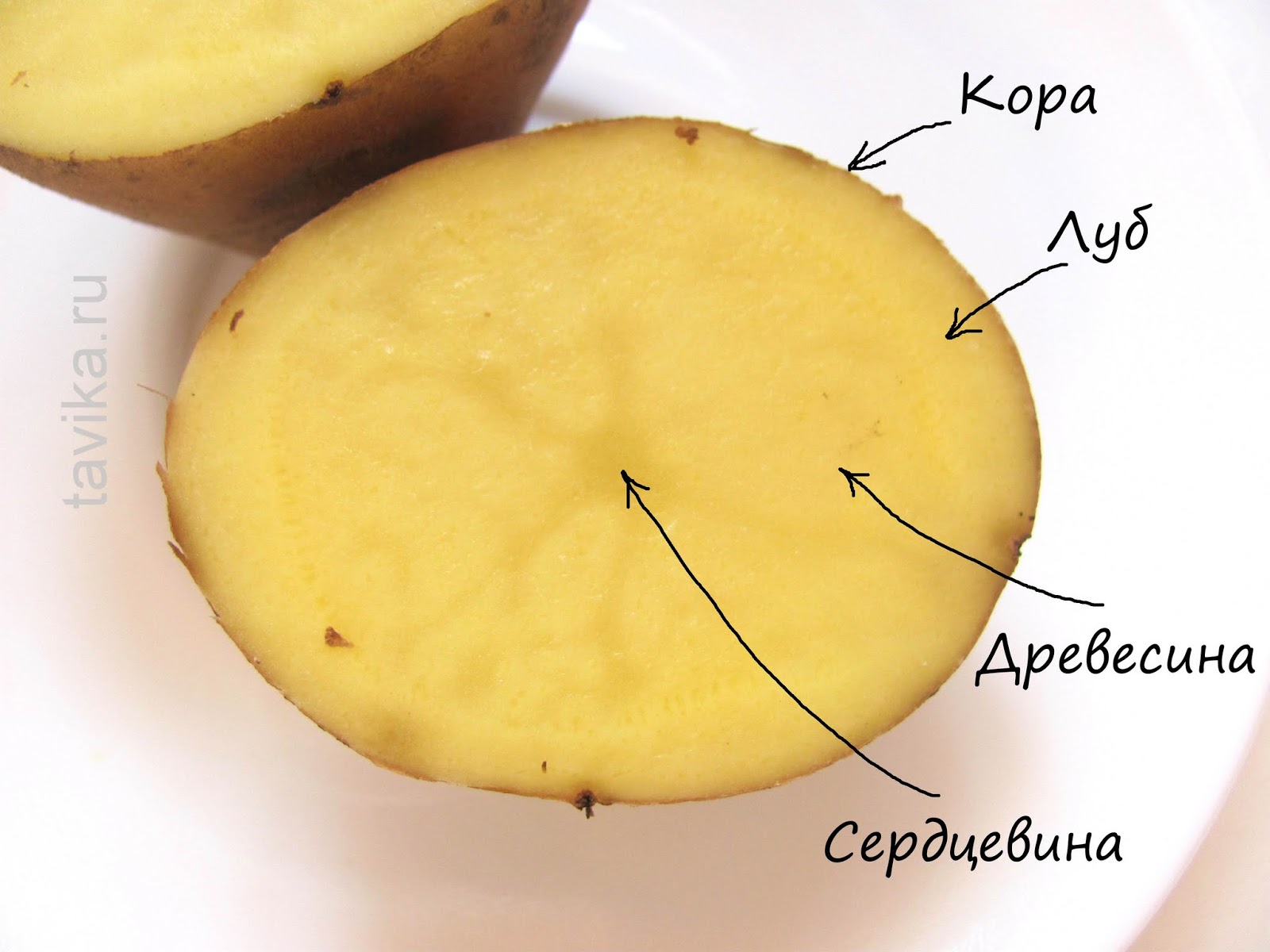 Клубень картофеля - строение в разрезе