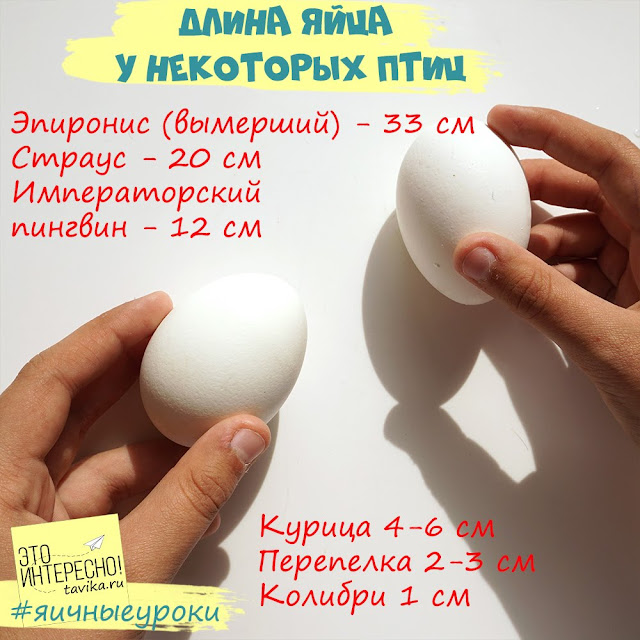 размеры яиц