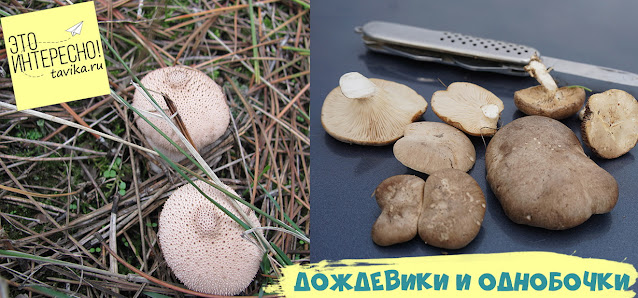 Дождевик и однобочка – осенние крымские грибы