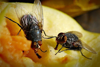 мухи на пище - тематическое занятие "Где спит муха"