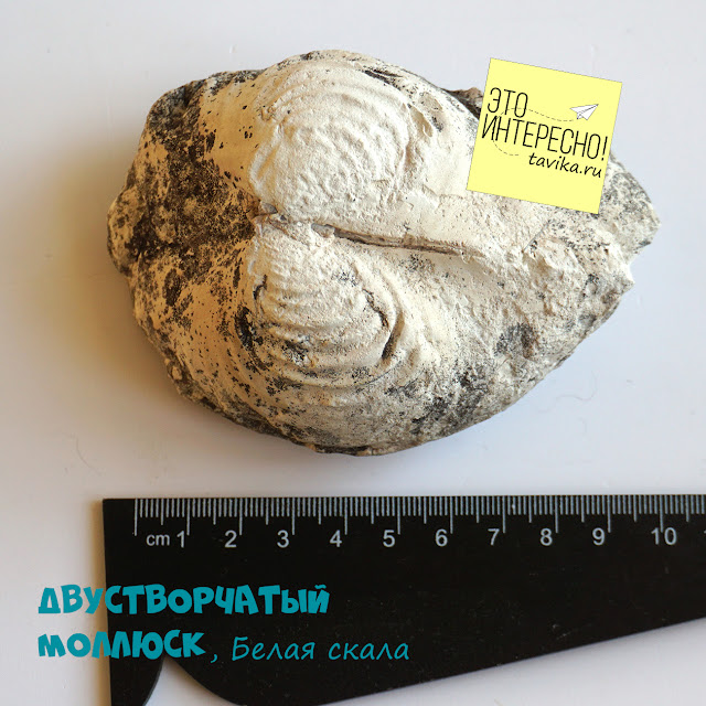 ископаемые двустворчатые моллюски, Крым
