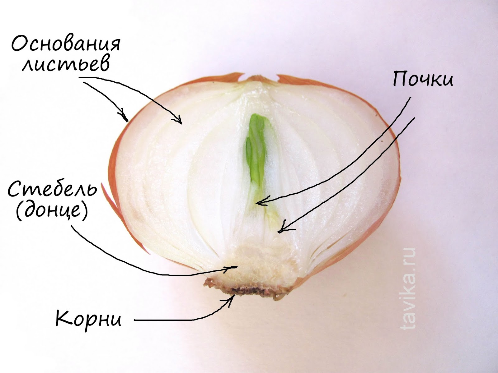Строение луковицы