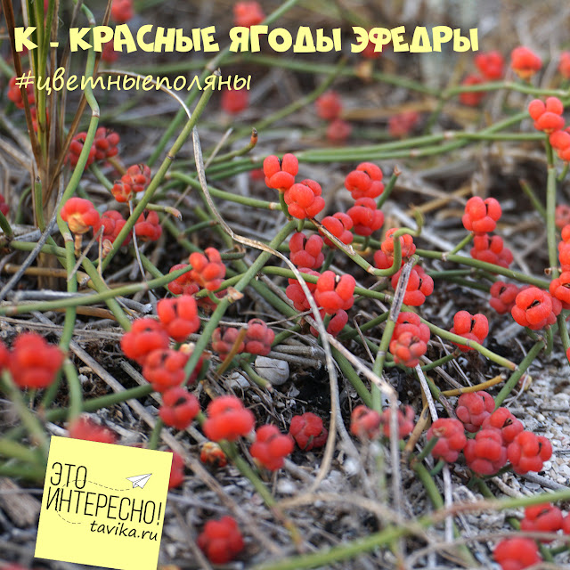 ягоды эфедры, Крым