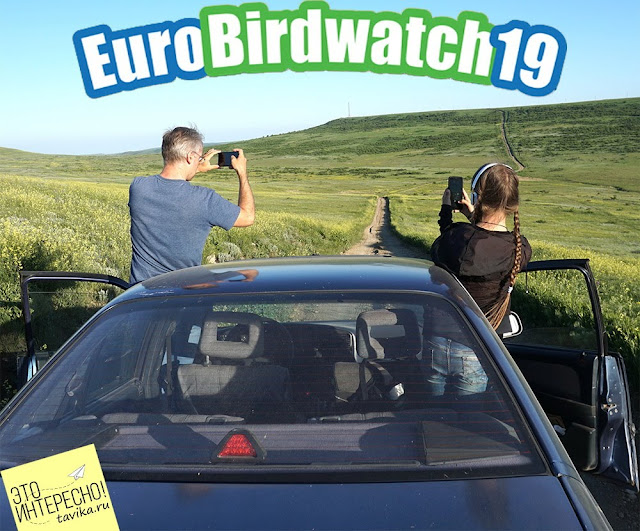 Учет птиц на EuroBirdwatch-2019