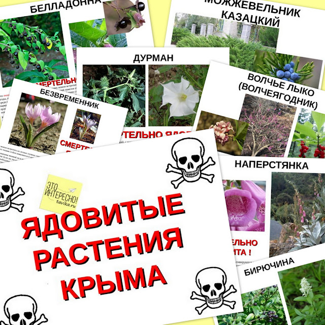 презентация про ядовитые растения Крыма