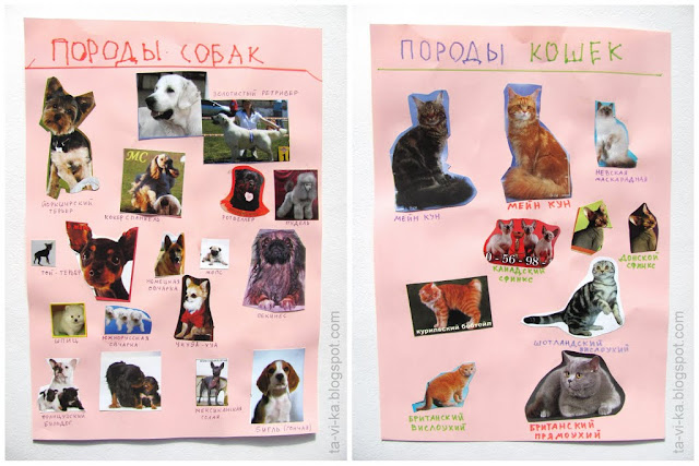 плакат Породы кошек и собак