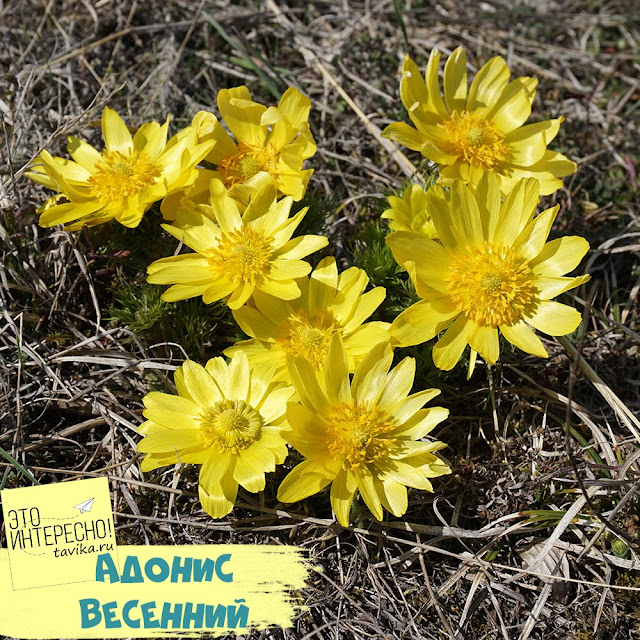 адонис весенний - крымский первоцвет