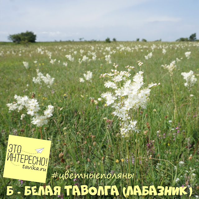 Цветы лабазника, Крым