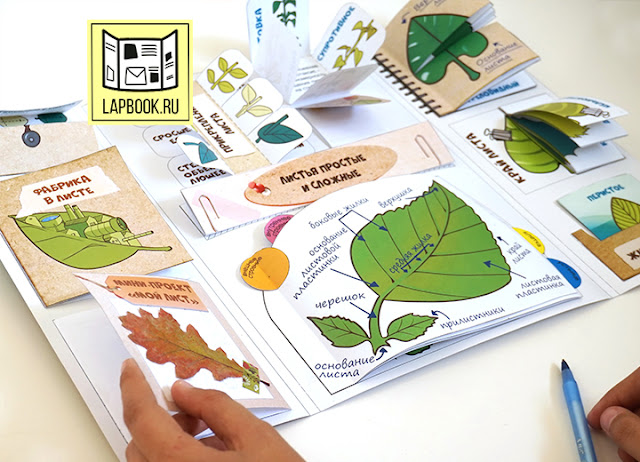 лэпбук для детей по ботанике