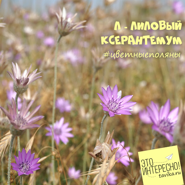 сухоцветник в Крыму