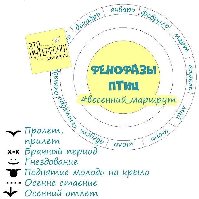 как вести дневник наблюдений за птицами