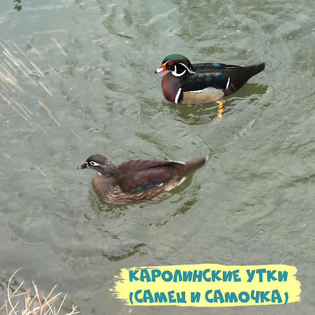 Каролинская утка, Симферополь, Гагаринский парк