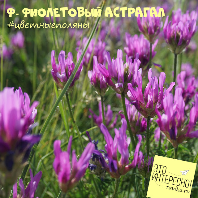 цветущий астрагал, Крым