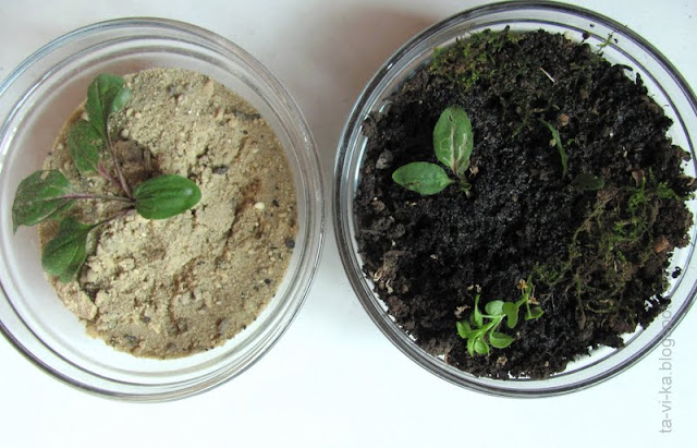 Эксперимент: влияние почвы на рост растений